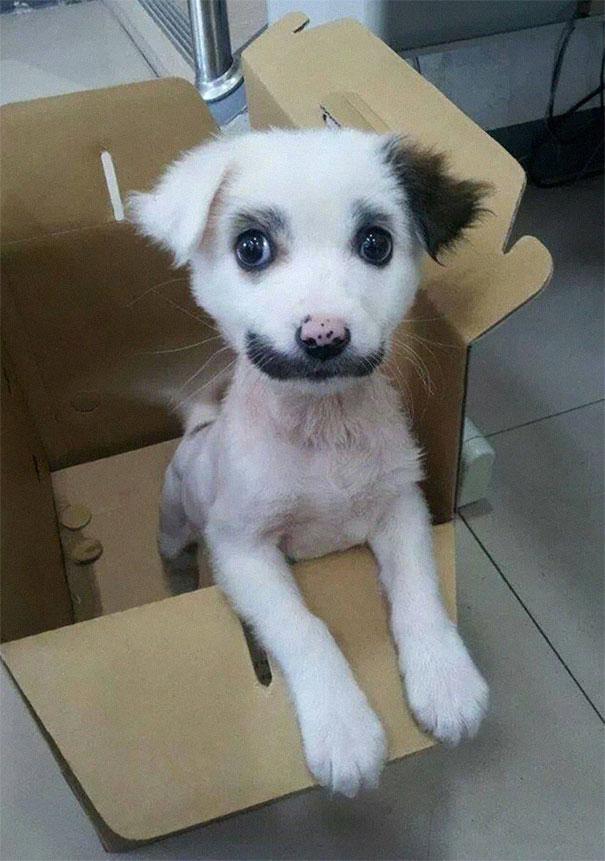 animals-with-mustache- (16)