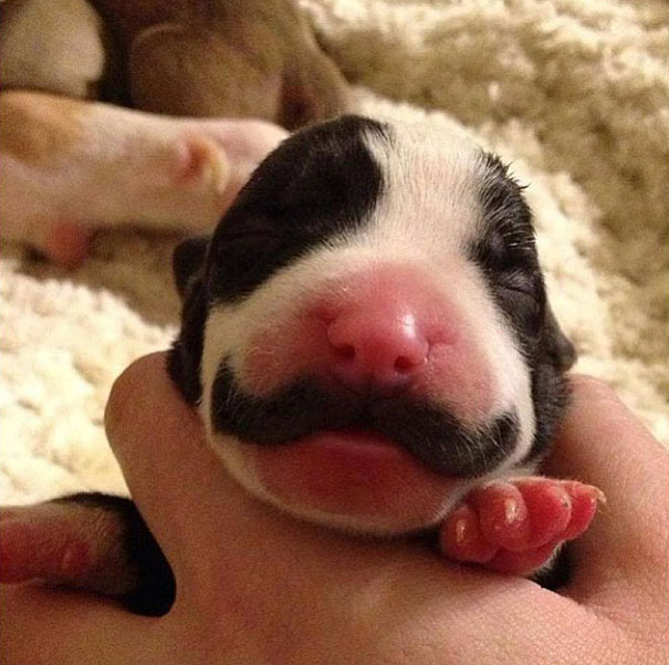 animals-with-mustache- (5)