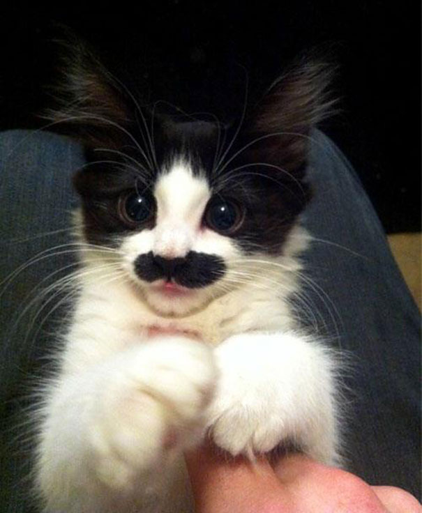 animals-with-mustache- (9)