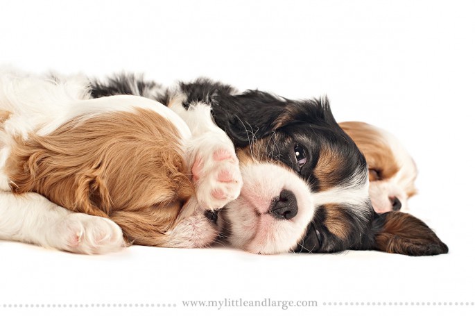 Cavalier King Charles Spaniel