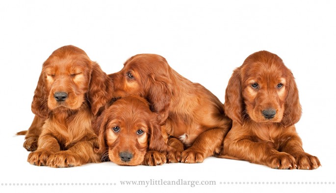 Irish setter