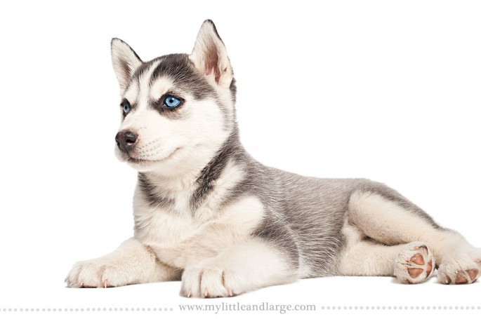 Siberian husky