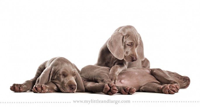 Weimaraner