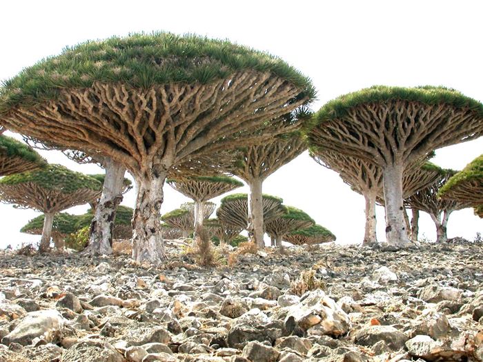 Socotra, Yemen