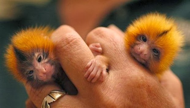 adorable baby animals