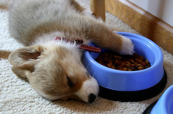puppy_sleeping_11