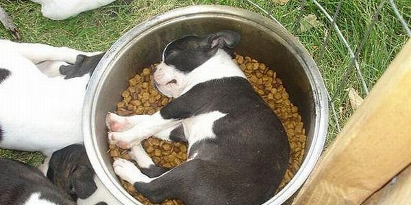 puppy_sleeping_9